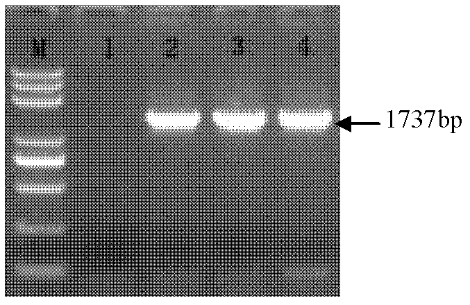 Corn wip1 gene promoter and application thereof