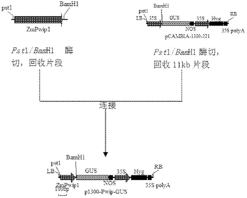 Corn wip1 gene promoter and application thereof