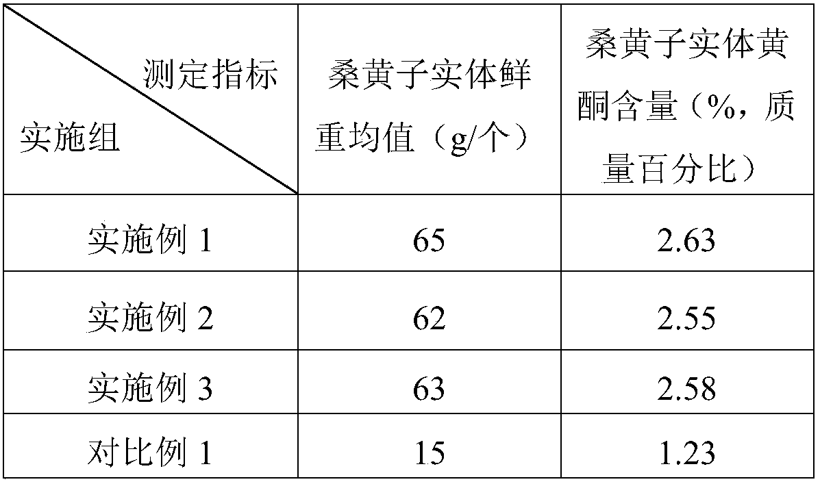 Method for cultivating wild-imitated cut-log phellinus igniarius in natural forest