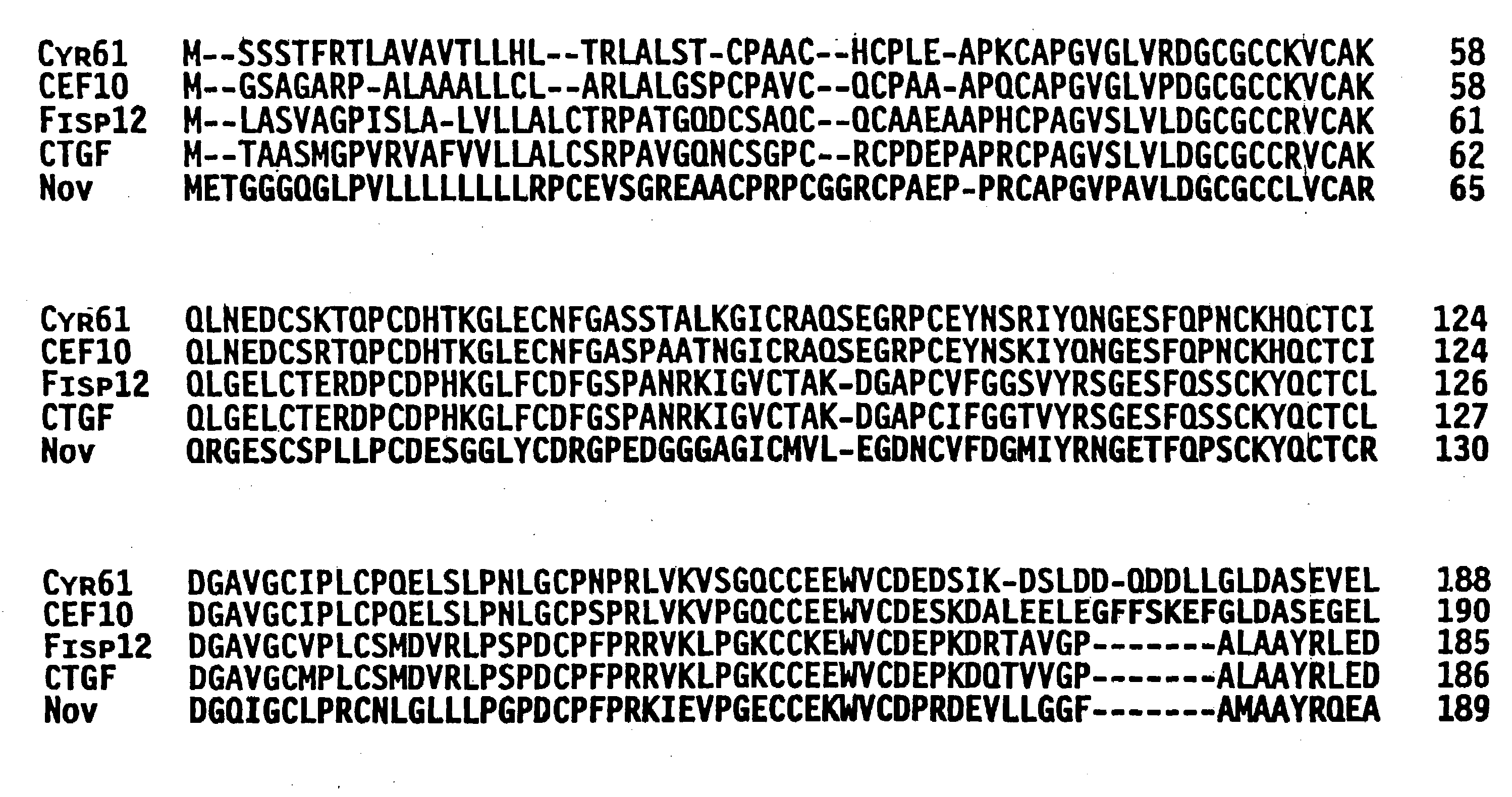 Cyr61 compositions and methods