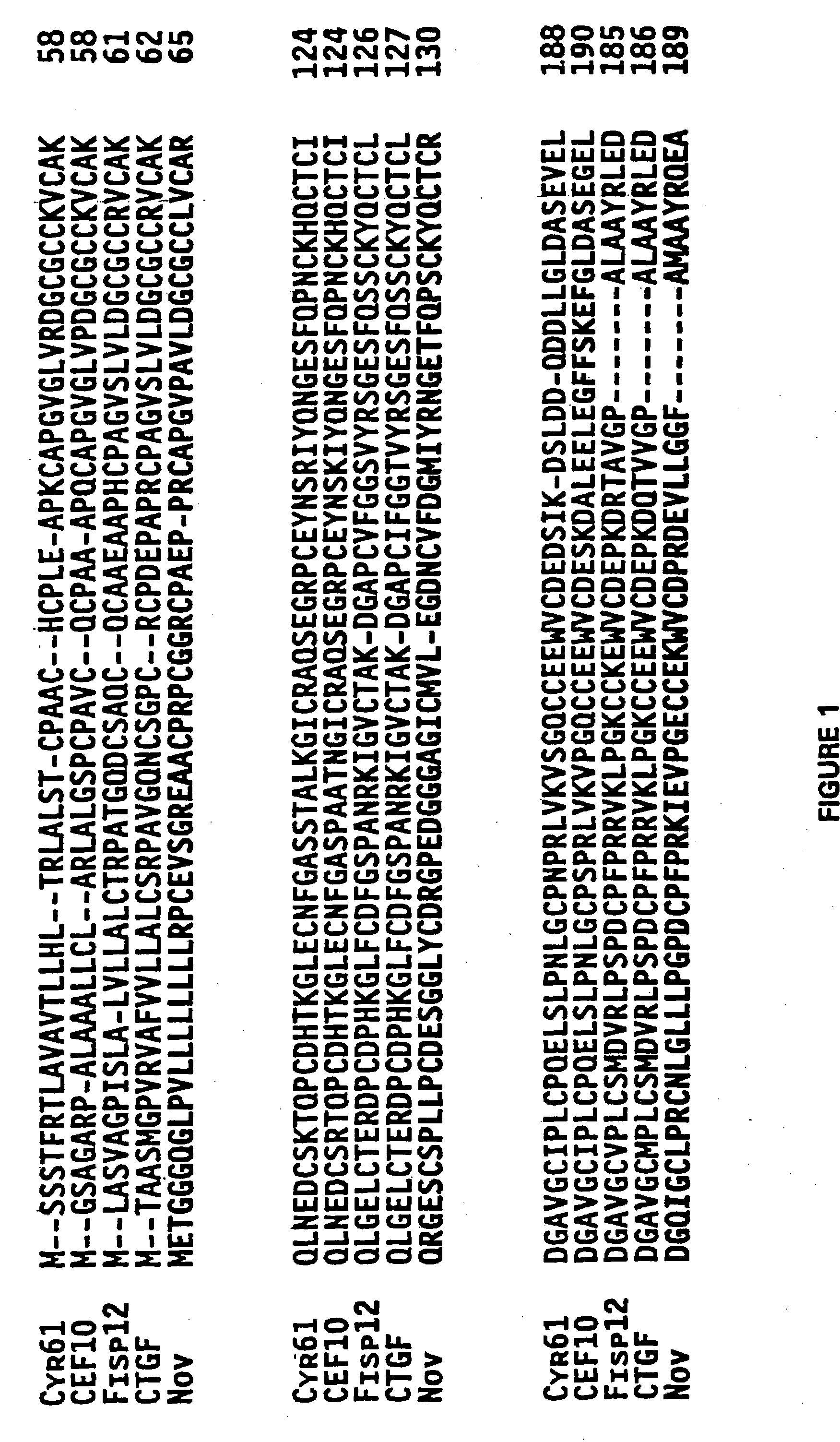 Cyr61 compositions and methods