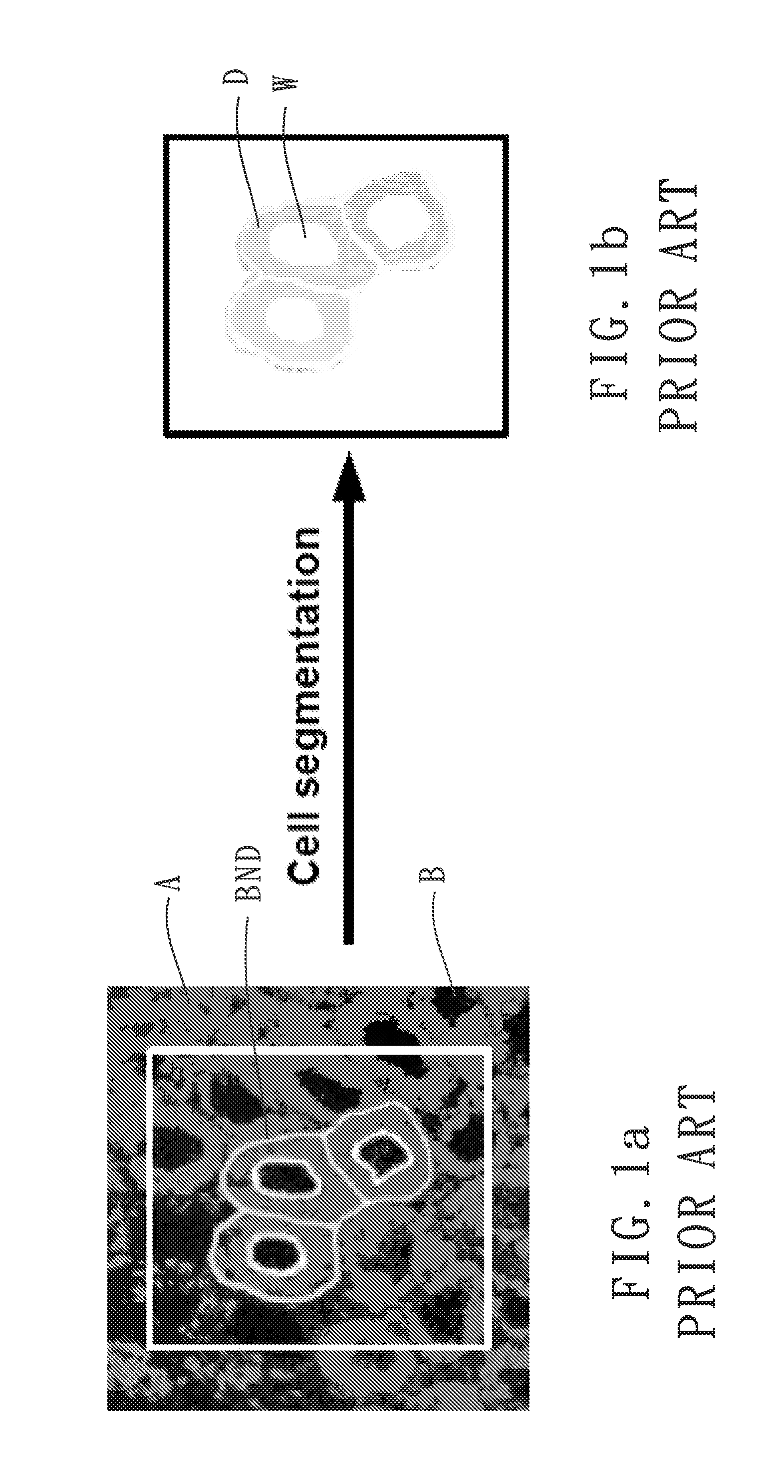 Cell image segmentation method and a nuclear-to-cytoplasmic ratio evaluation method using the same