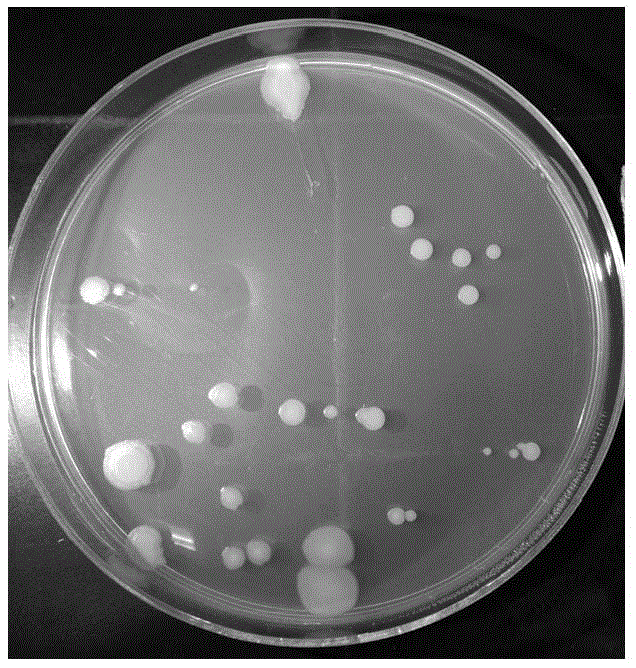 Tobacco plant growth promoting bacterium YC4 and application thereof