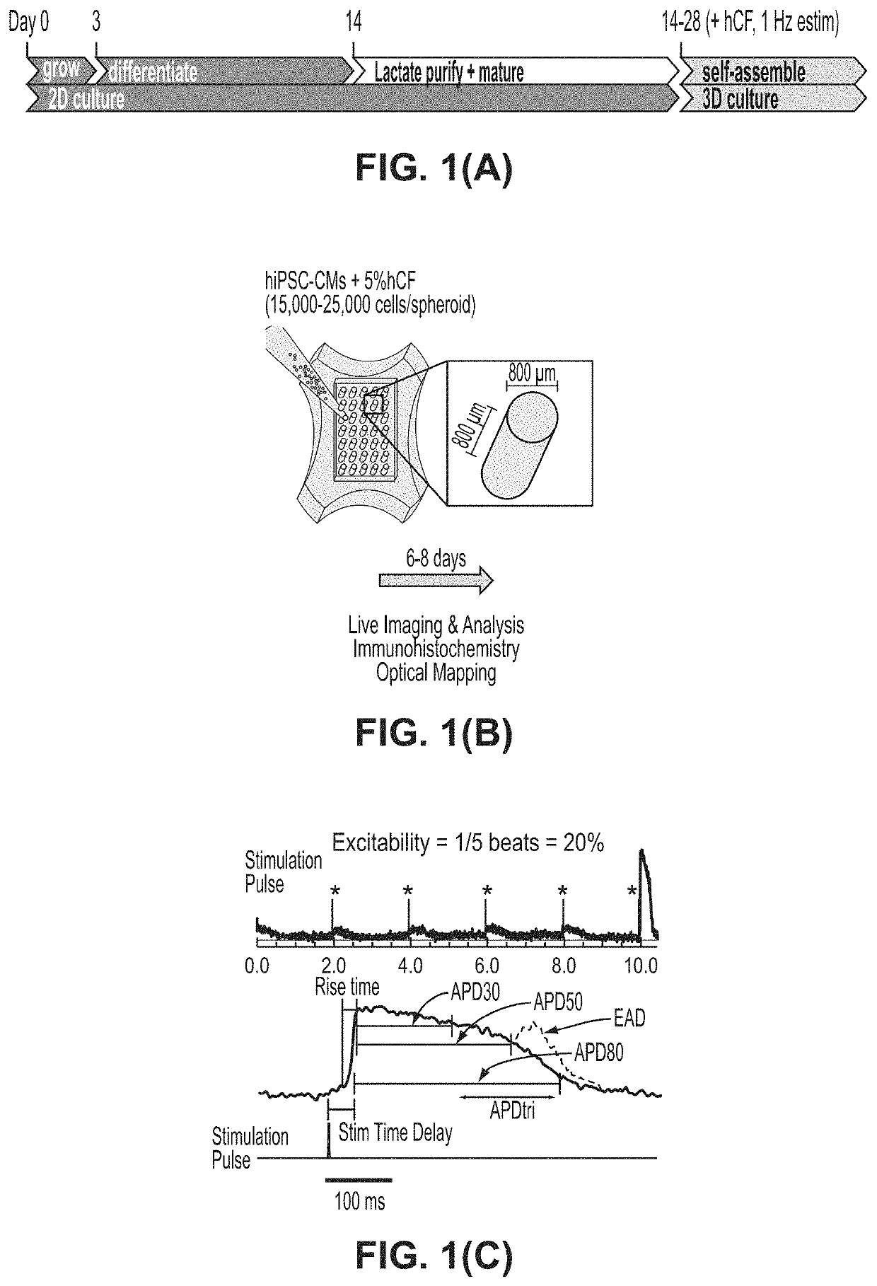 A human in vitro cardiotoxicity model