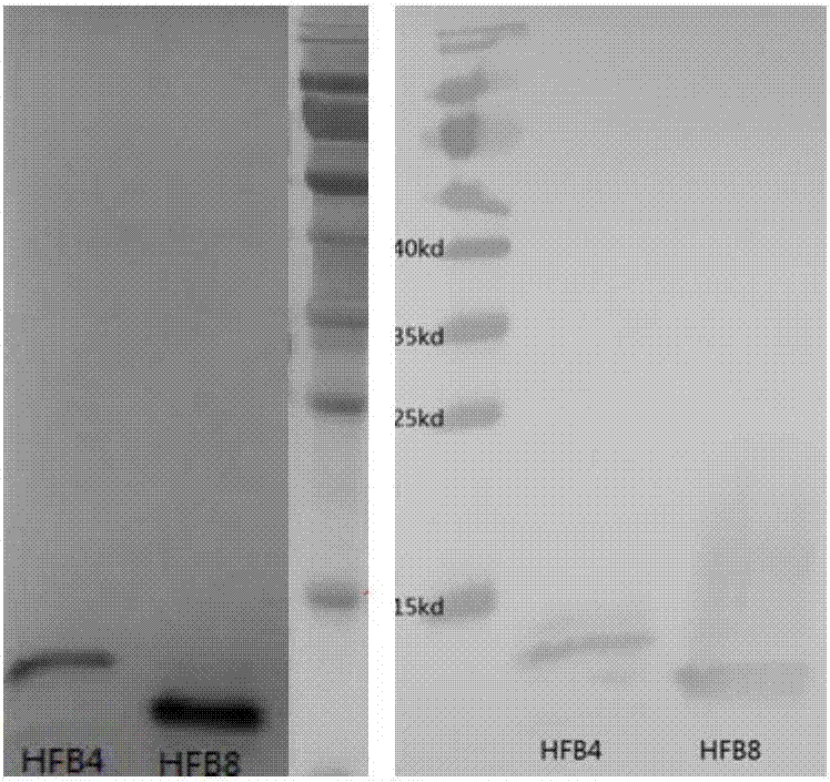 A protein that promotes root surface colonization of Trichoderma harzianum and its application