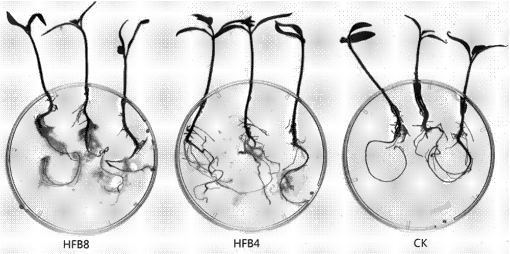 A protein that promotes root surface colonization of Trichoderma harzianum and its application