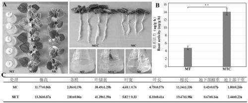 Indole acetaldehyde dehydrogenase gene ald2 and overexpression and application