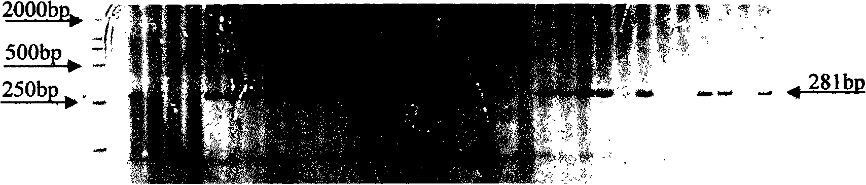 Diphosphoric uridine glucosyl transferase gene and encoded protein thereof