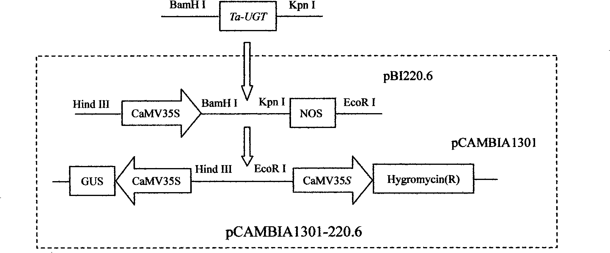 Diphosphoric uridine glucosyl transferase gene and encoded protein thereof