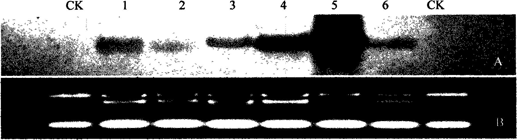 Diphosphoric uridine glucosyl transferase gene and encoded protein thereof