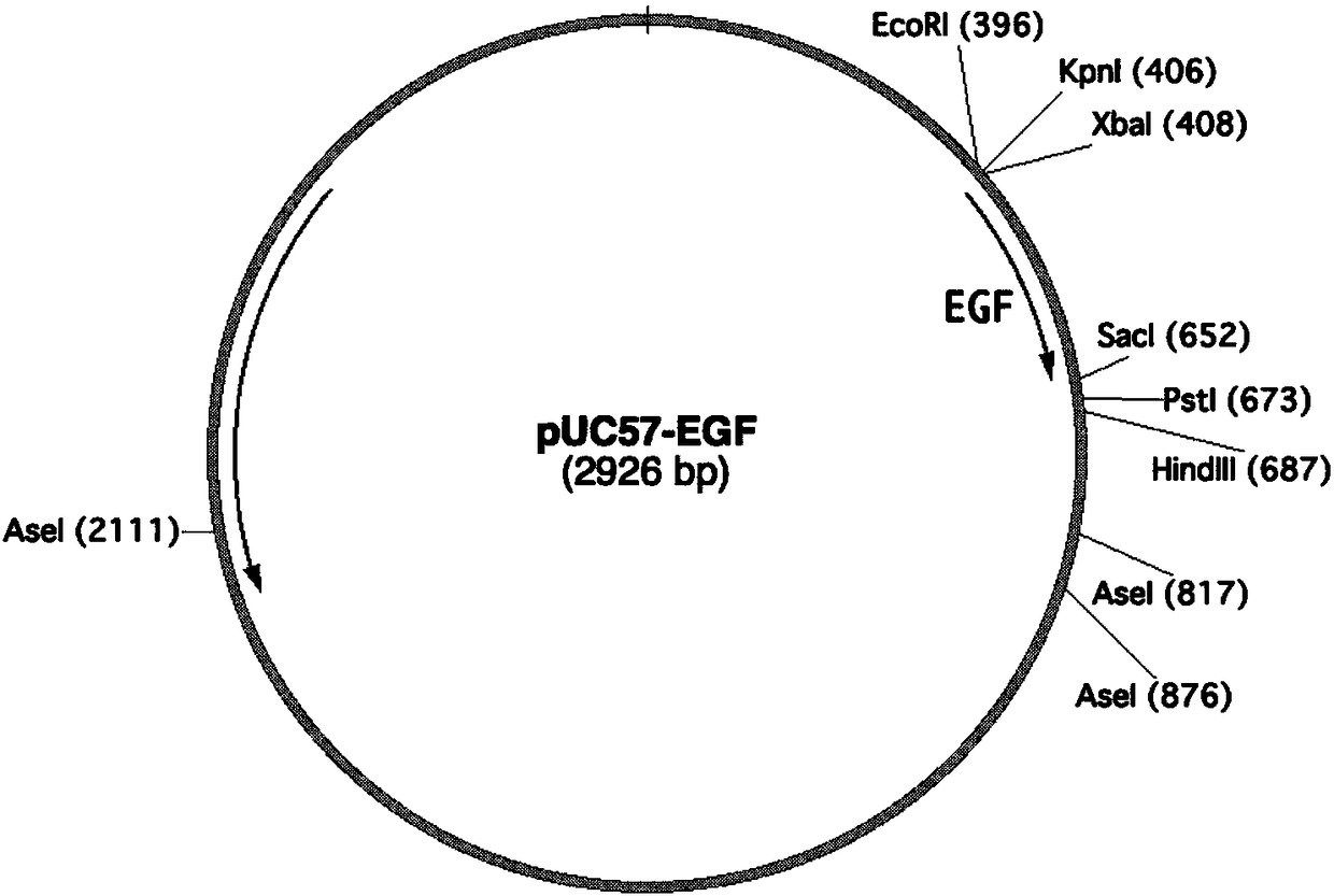 Application of plant serving as host in expressing epidermal growth factor