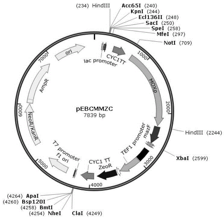 A genetic manipulation strategy of Hansenula polymorpha and its application