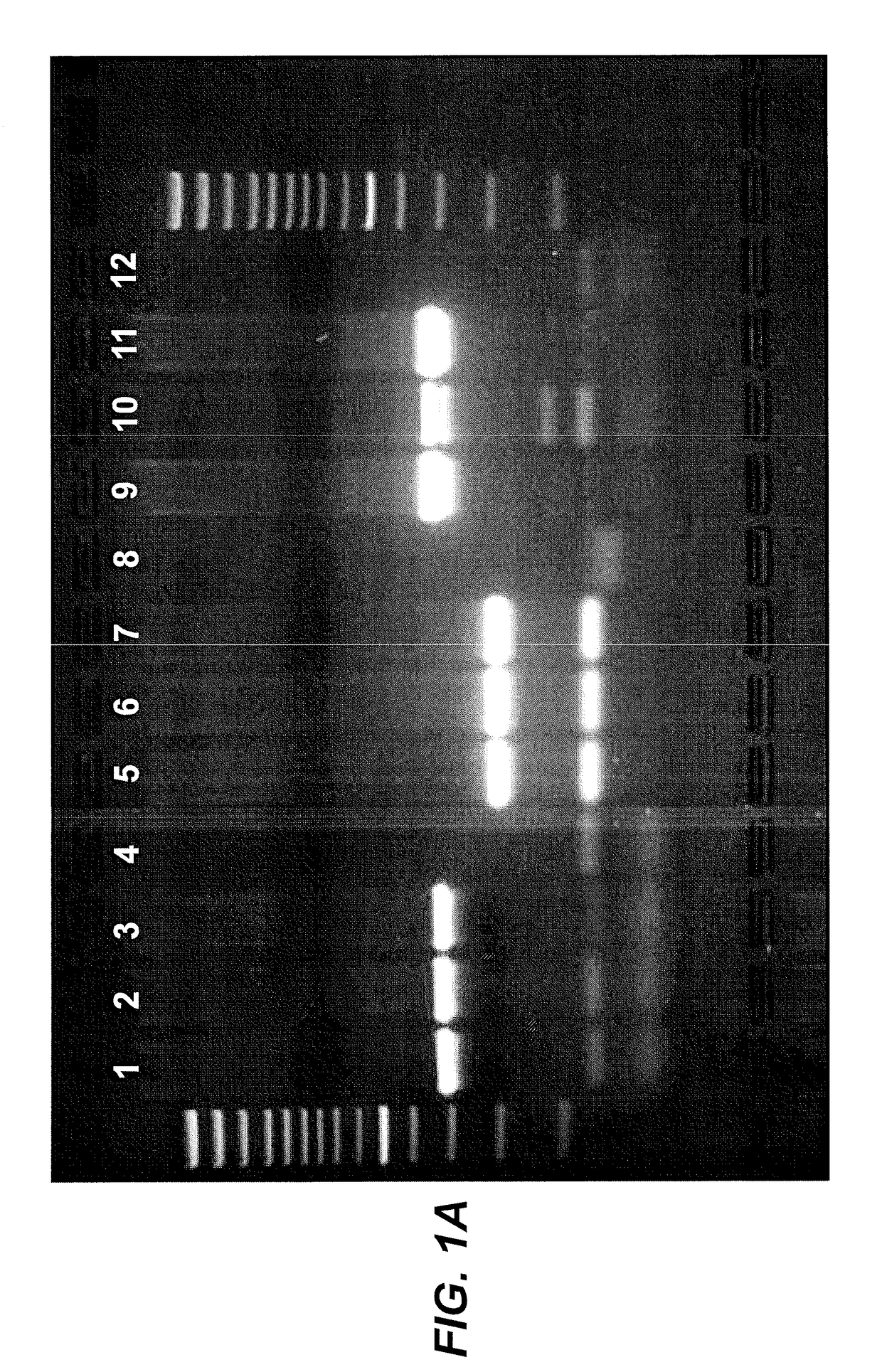 Generic assays for detection of mamalian reovirus