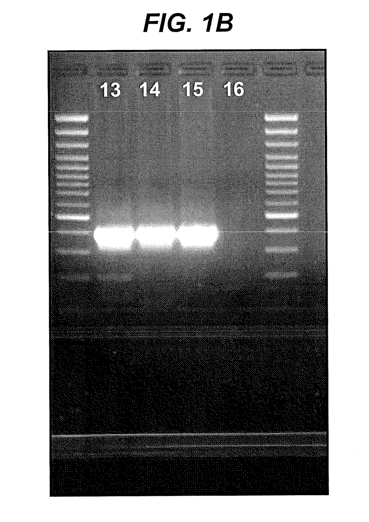 Generic assays for detection of mamalian reovirus