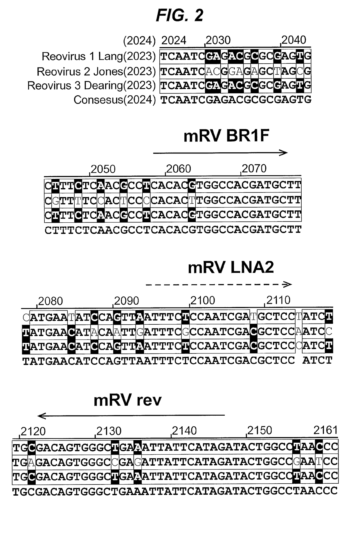 Generic assays for detection of mamalian reovirus