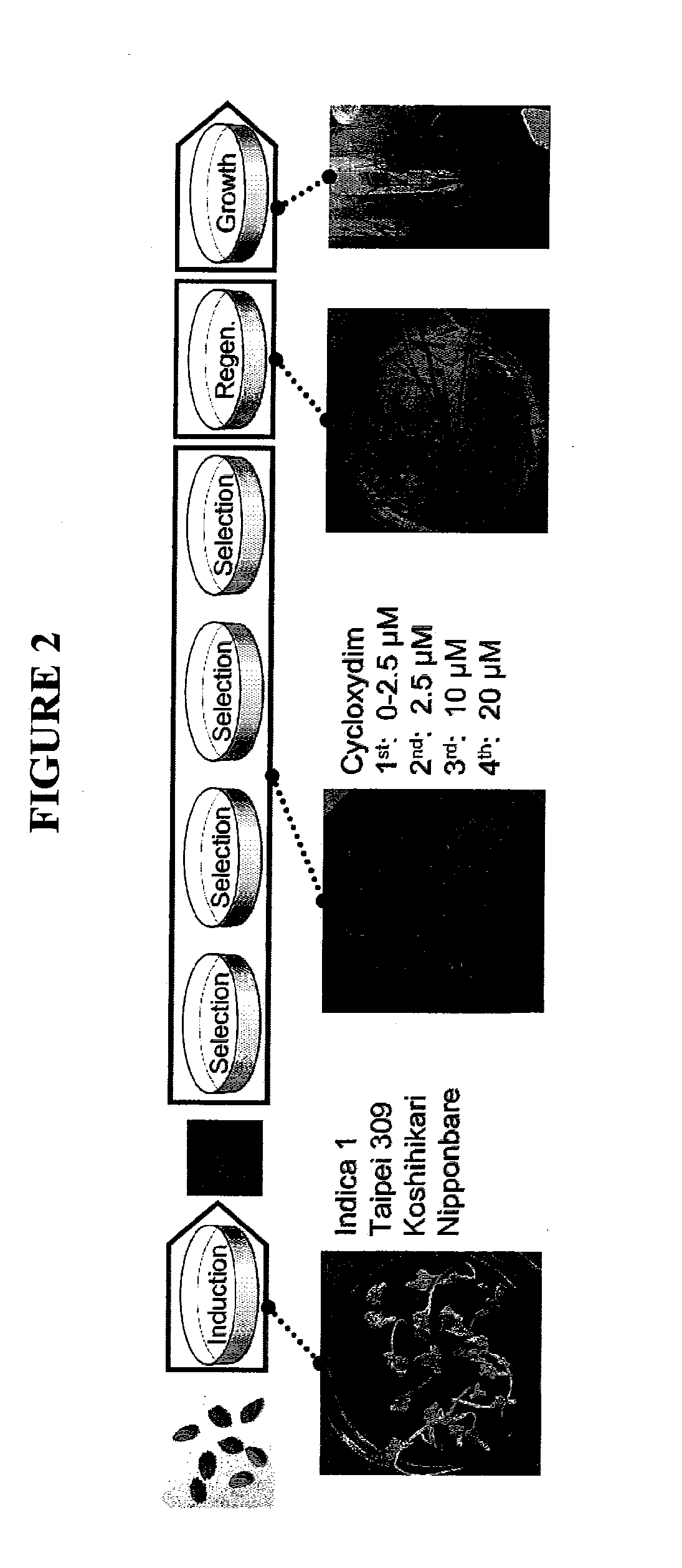 Herbicide-tolerant plants