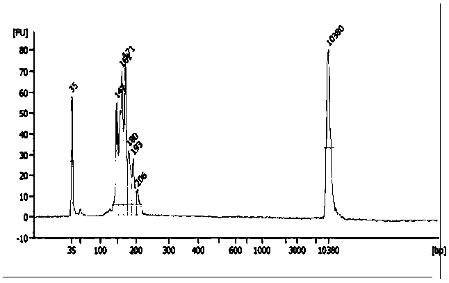 Amplification primer, kit and method for detecting f8 gene mutation