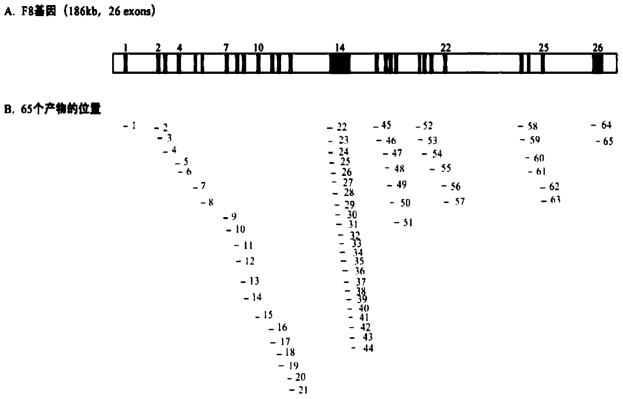 Amplification primer, kit and method for detecting f8 gene mutation