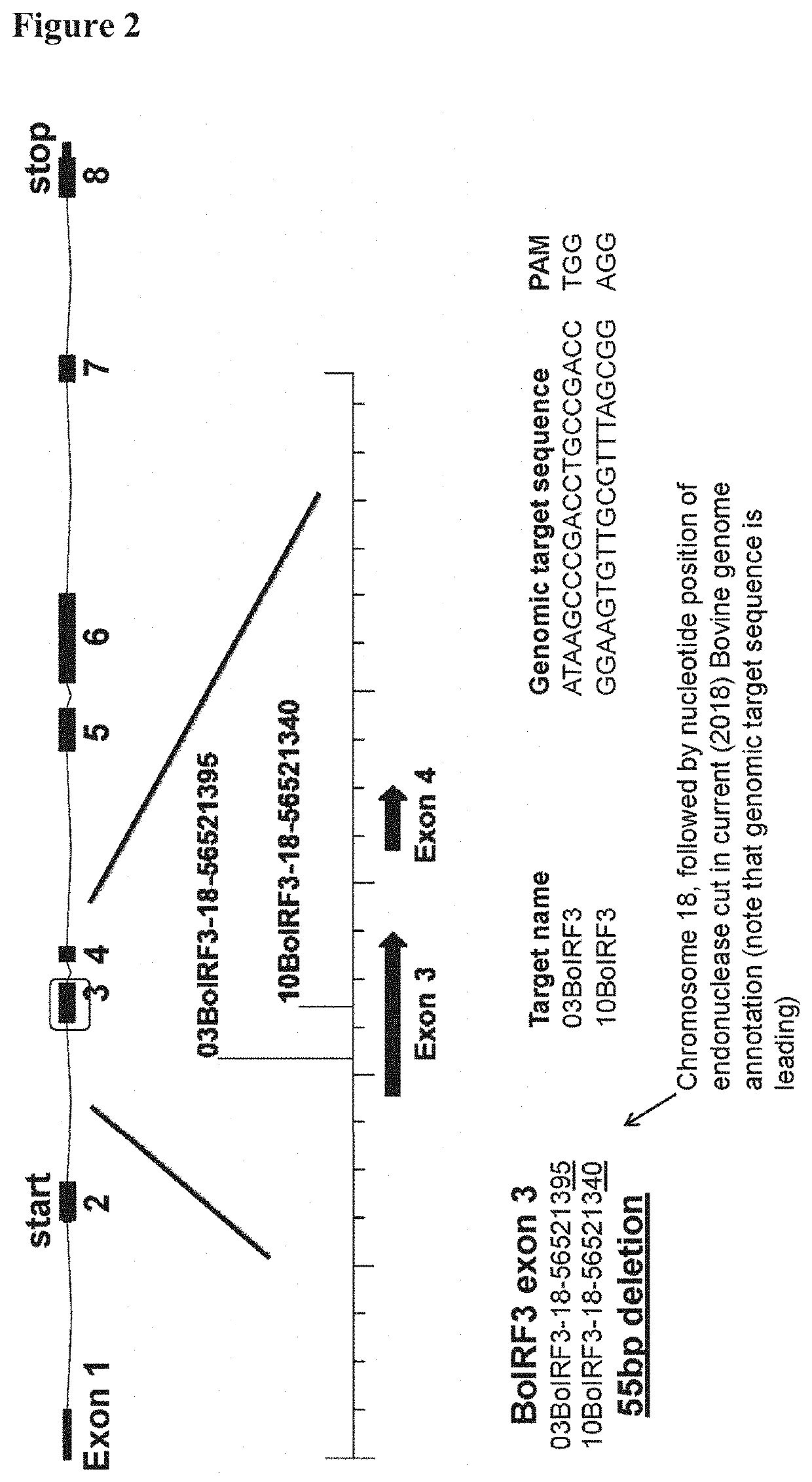 Mdbk irf3/irf7 knock out mutant cell and its use for vaccine production