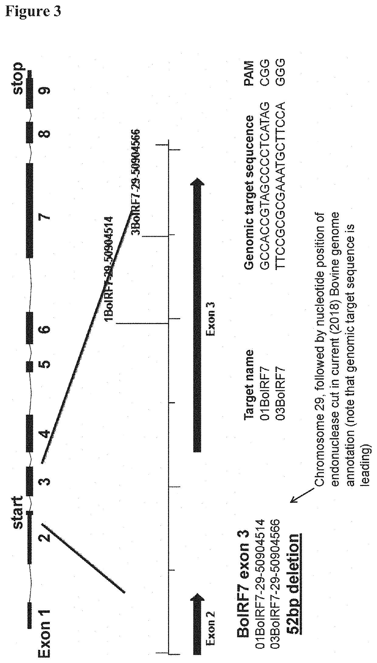 Mdbk irf3/irf7 knock out mutant cell and its use for vaccine production