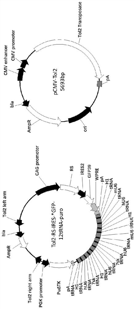 Preparation and application of ptc stable cell line using optimized gene codon extension system