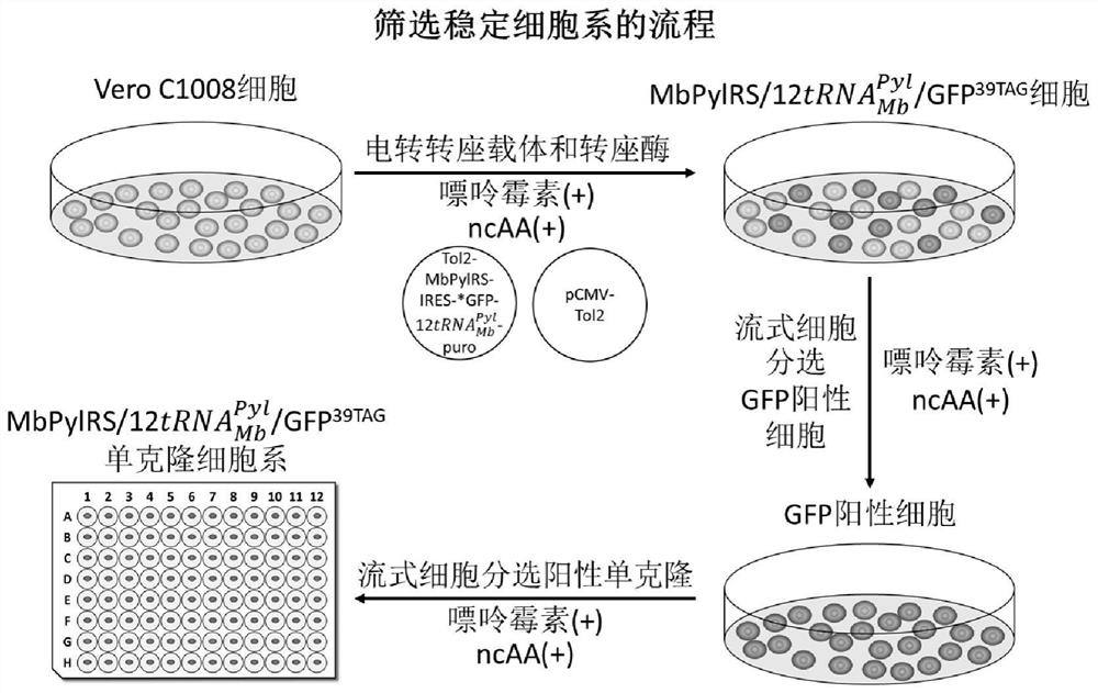 Preparation and application of ptc stable cell line using optimized gene codon extension system