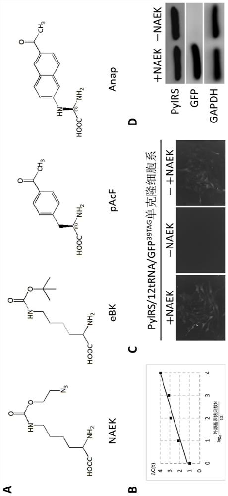 Preparation and application of ptc stable cell line using optimized gene codon extension system