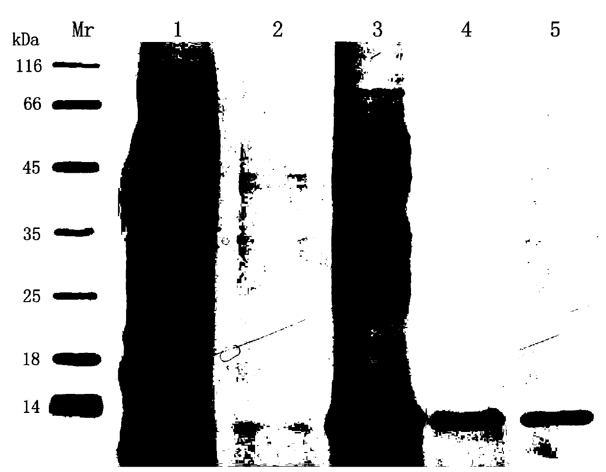 Hypoglycemic polypeptide and preparation method and application thereof