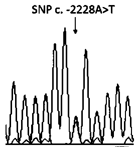 Application of a skin color-related SNP marker in silky chicken genotyping