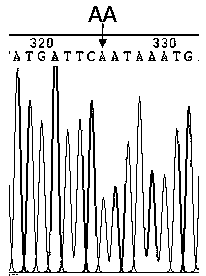 Application of a skin color-related SNP marker in silky chicken genotyping