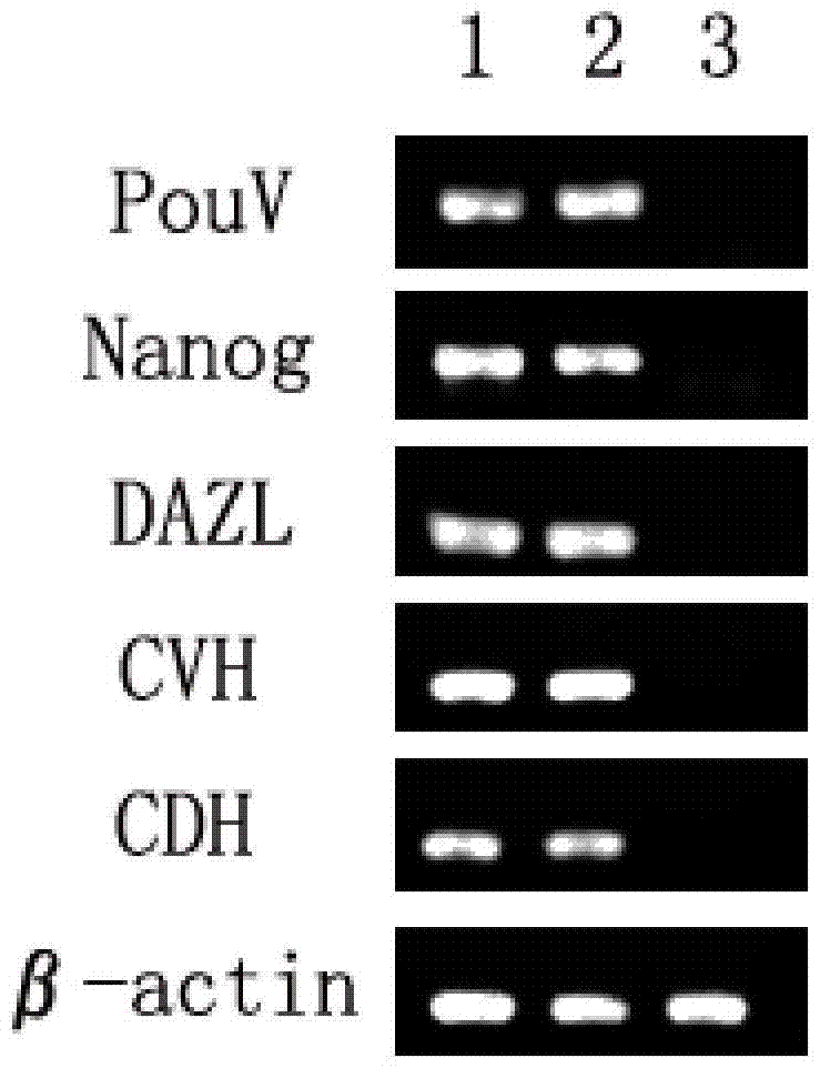 Application of 25-hydroxycholesterol in promoting the proliferation of chicken primordial germ cells