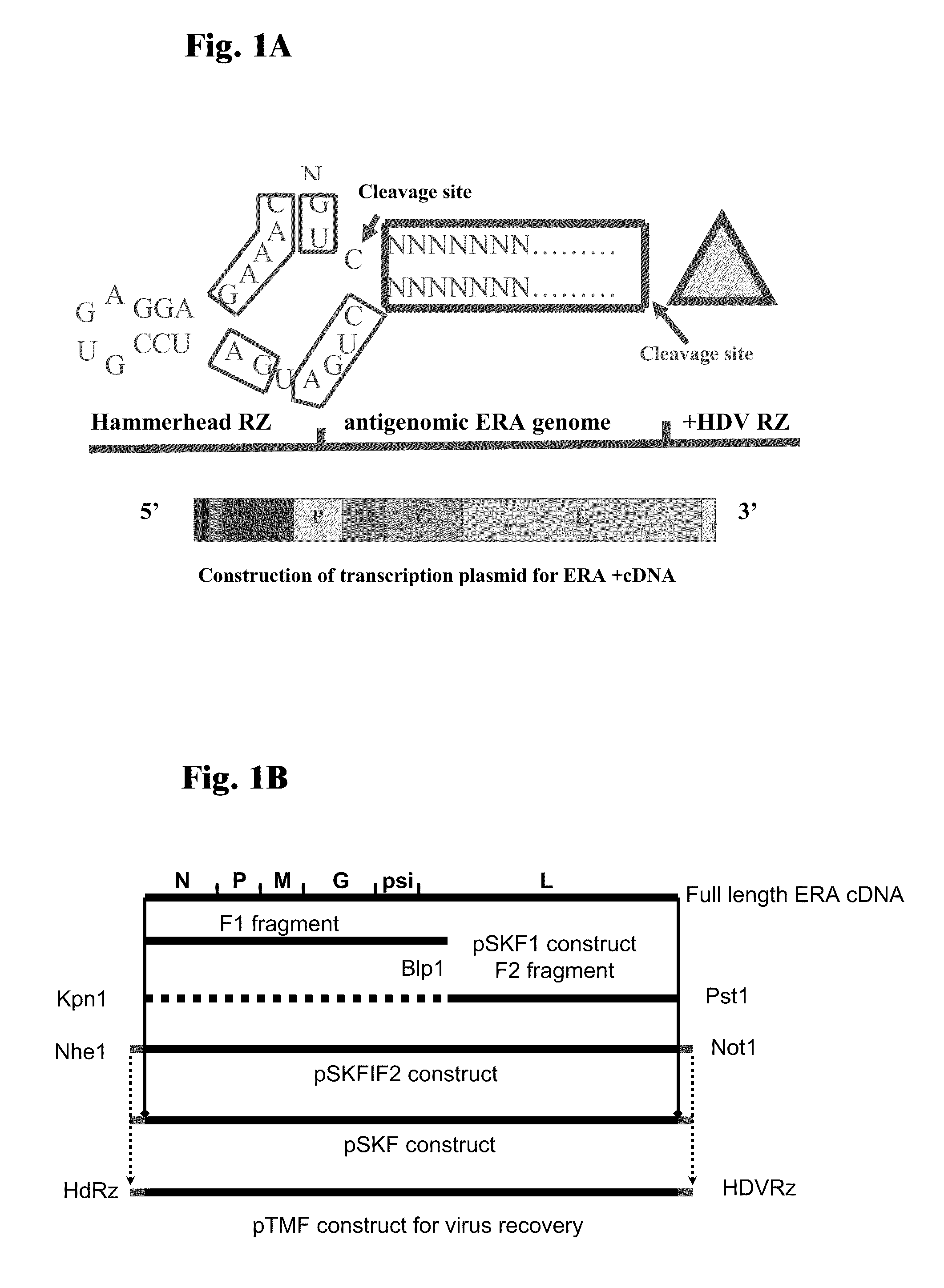 Rabies virus vector systems and compositions and methods thereof