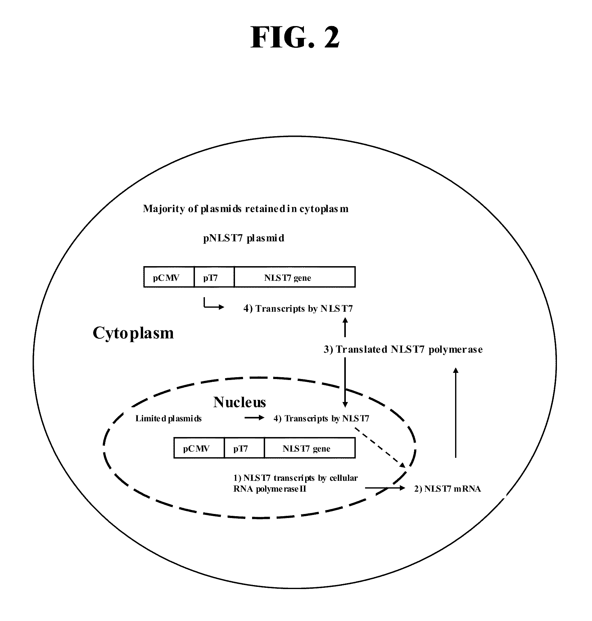 Rabies virus vector systems and compositions and methods thereof