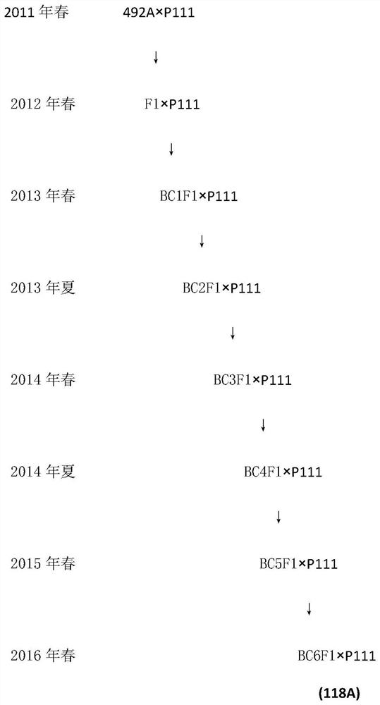 Breeding method of new rape variety oil moss 929 for early-maturing high-yield flowering Chinese cabbage