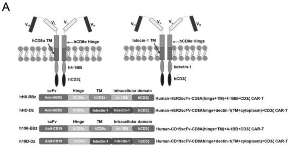 Chimeric antigen receptor and use thereof