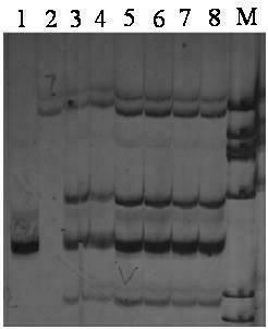 Triple-PCR (Polymerase Chain Reaction) detection method for exopalaemon carinicauda by using microsatellite mark