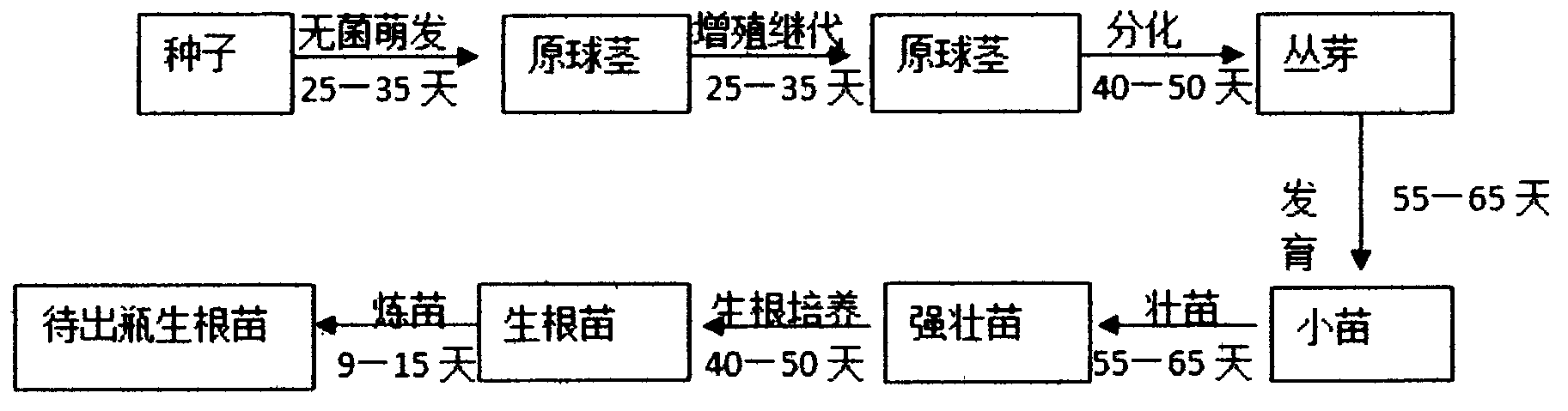 Method for natural wild dendrobium officinale Kimura et Migo cultivation management