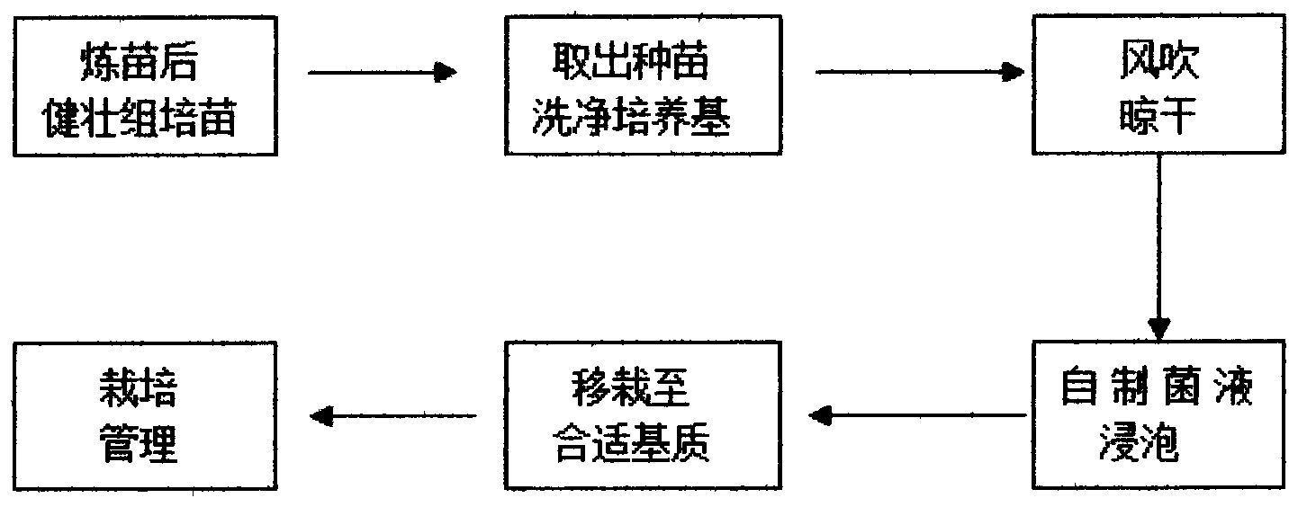 Method for natural wild dendrobium officinale Kimura et Migo cultivation management