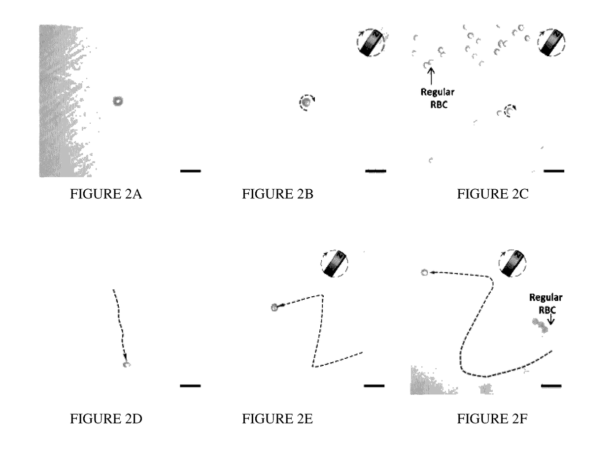 Cellular Micromotors and Uses Thereof