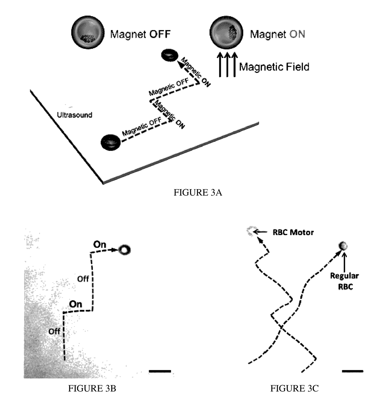 Cellular Micromotors and Uses Thereof