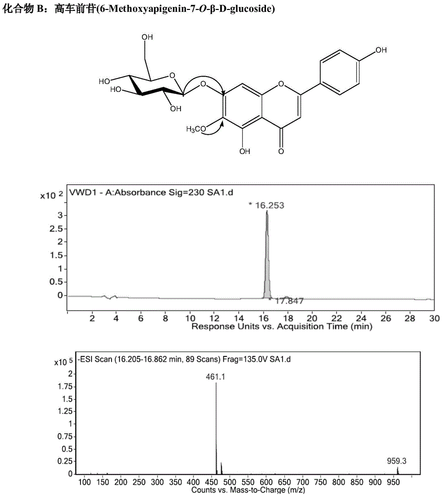 Method for extracting and separating nepeta glucoside, homoplantaginin and apigenin glucoside from elsholtzia splendens