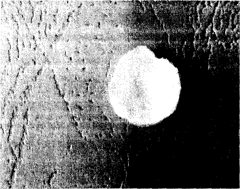 Method for preparing artificial skin containing hair follicle