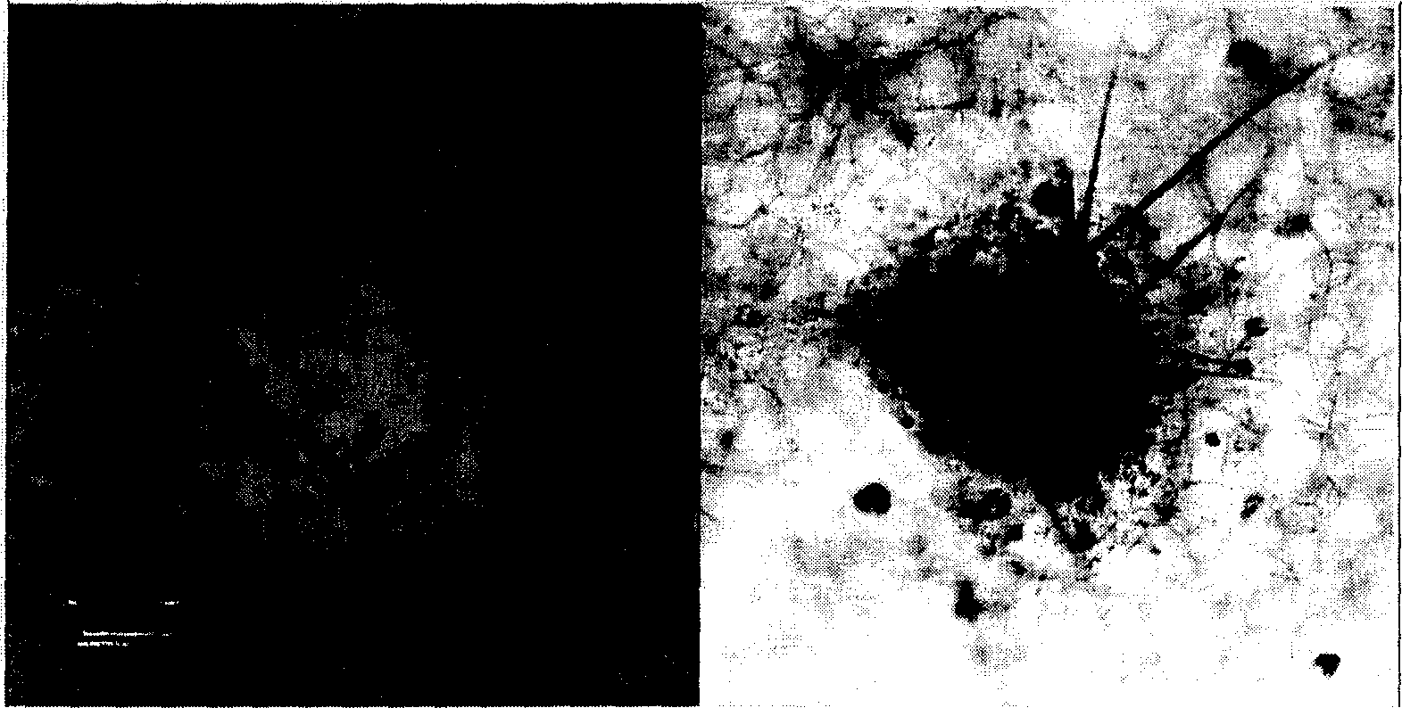 Method for preparing artificial skin containing hair follicle