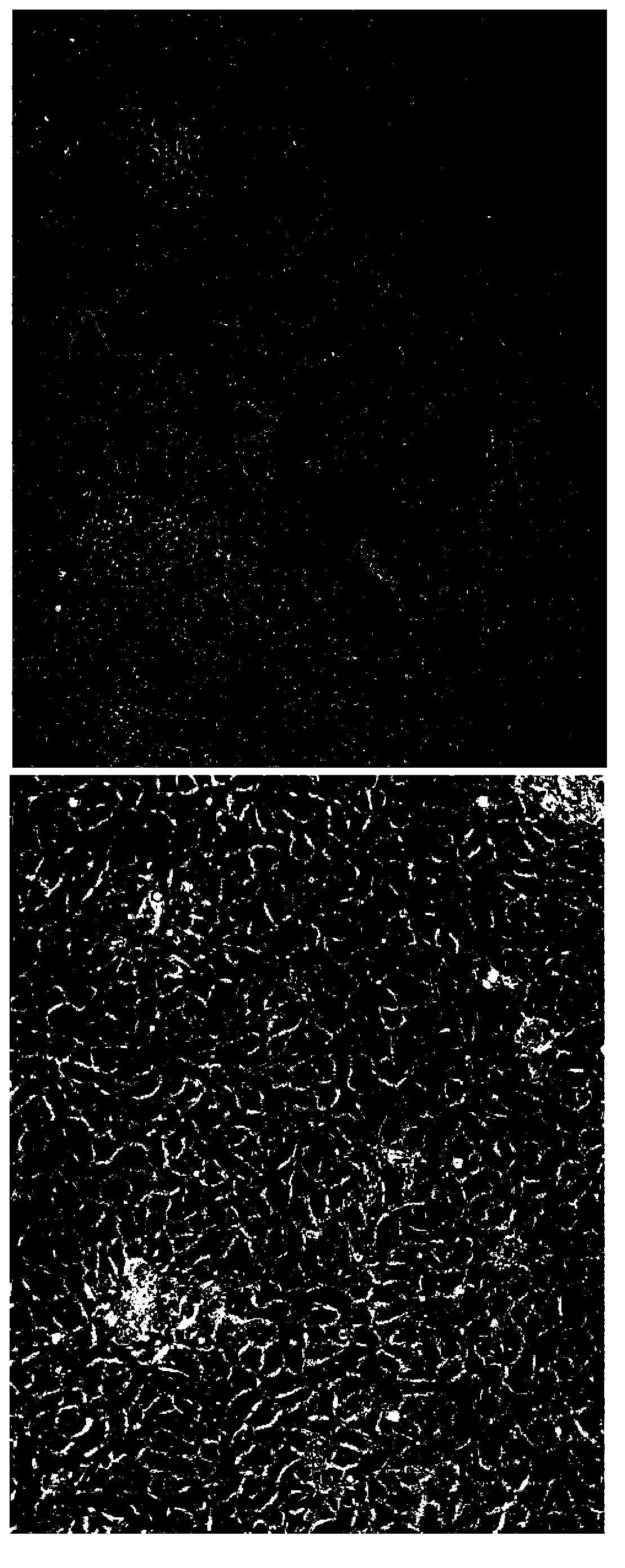 Epidermal tissue culturing method, and prepared epidermal tissue culture and application thereof