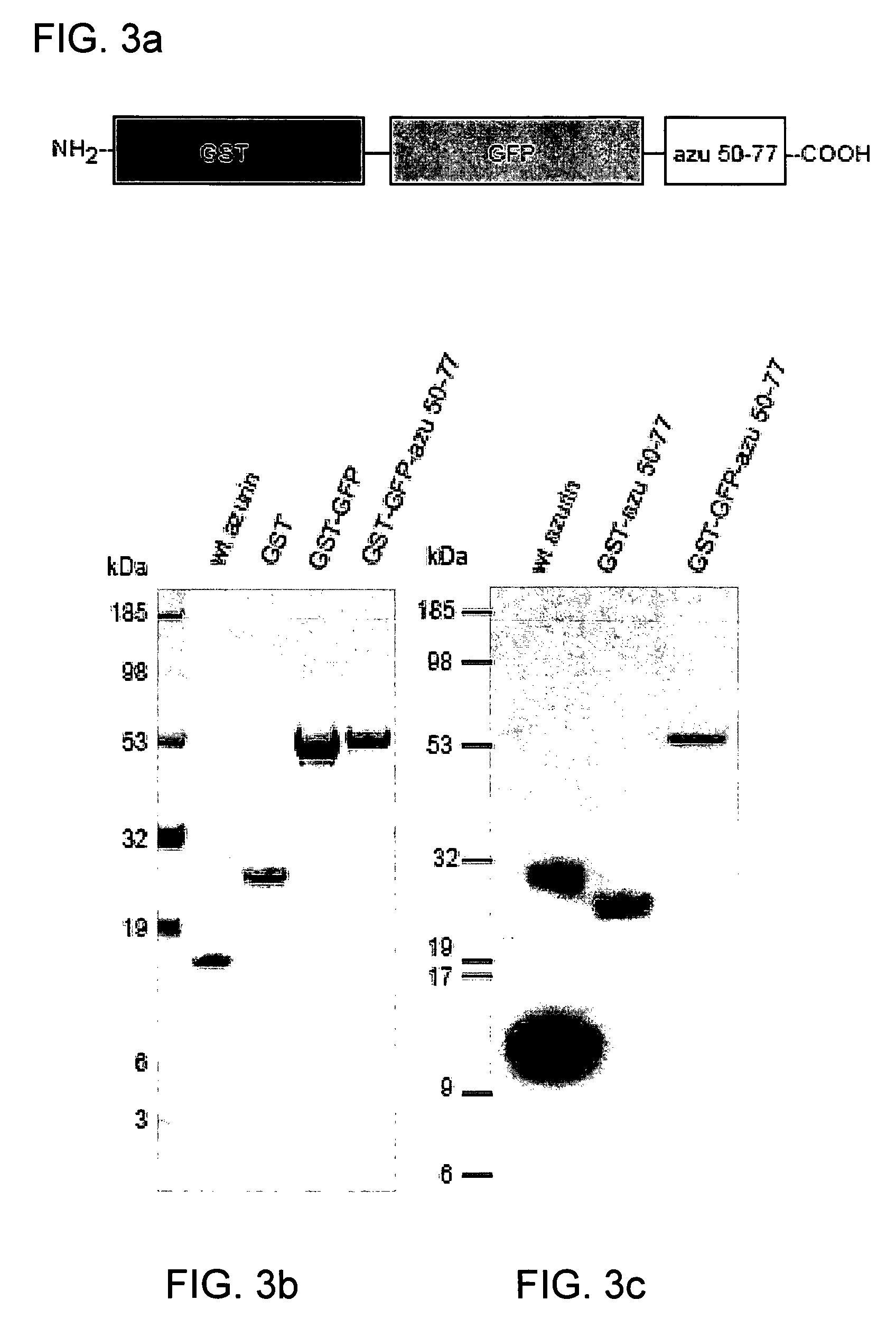 Cupredoxin derived transport agents and methods of use thereof