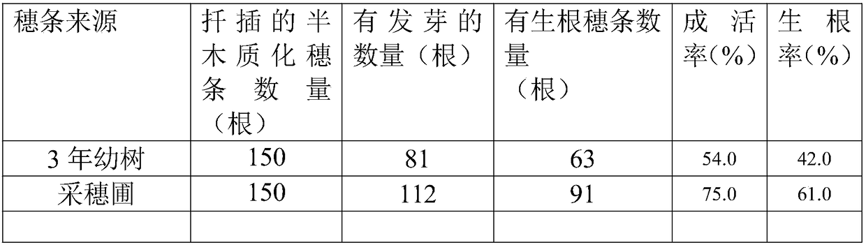 Construction method for castanopsis hystrix cutting orchard