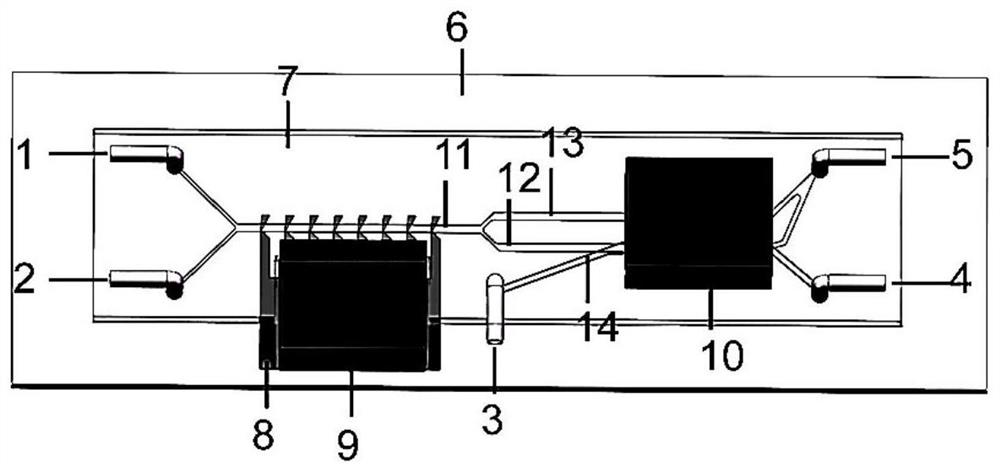 Three-dimensional microfluidic chip and method for improving cell purity magnetic separation