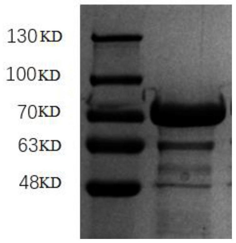 Recombinant receptor binding protein and recombinant receptor protein for detecting new coronavirus neutralizing antibody