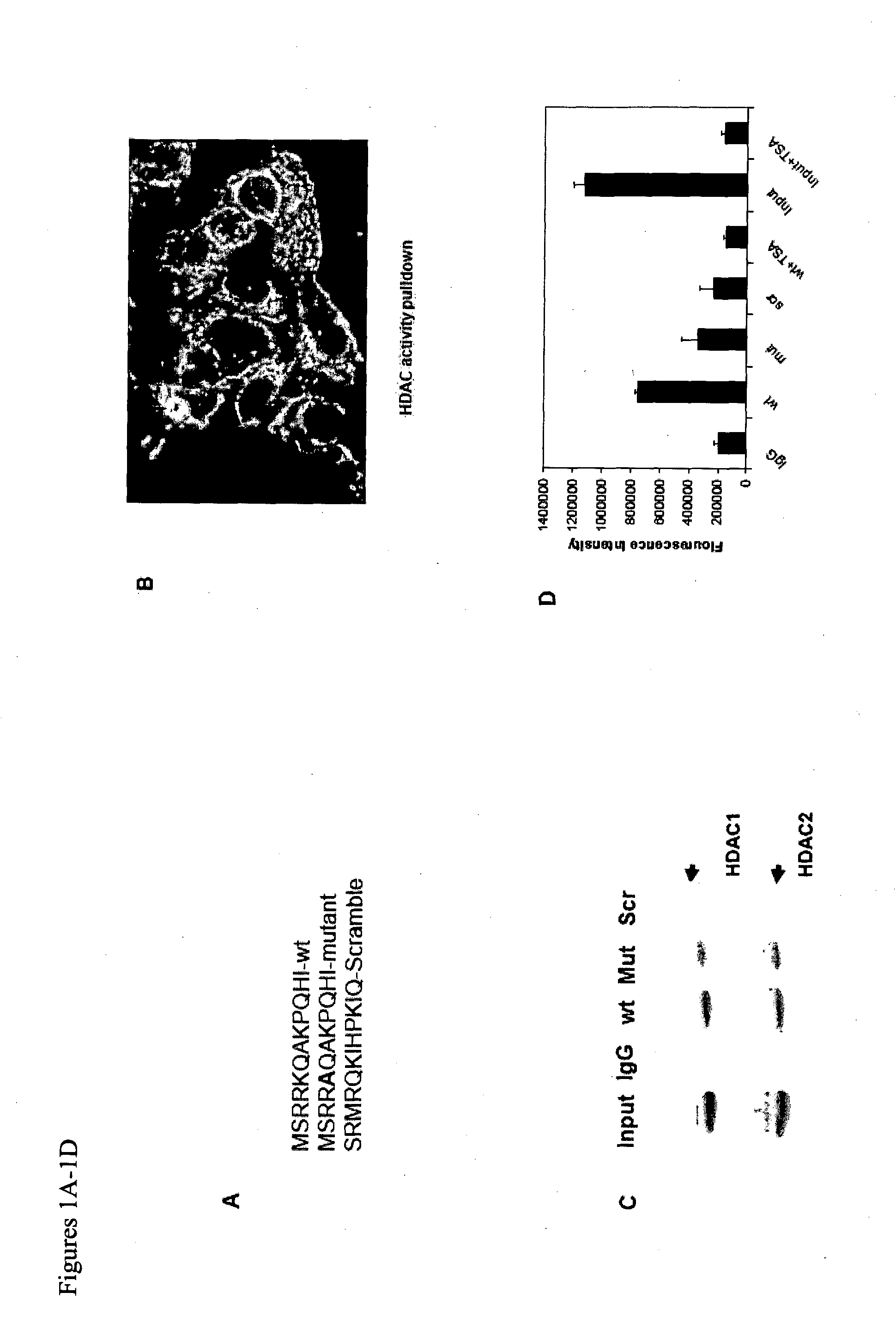 SALL4 And Uses Thereof