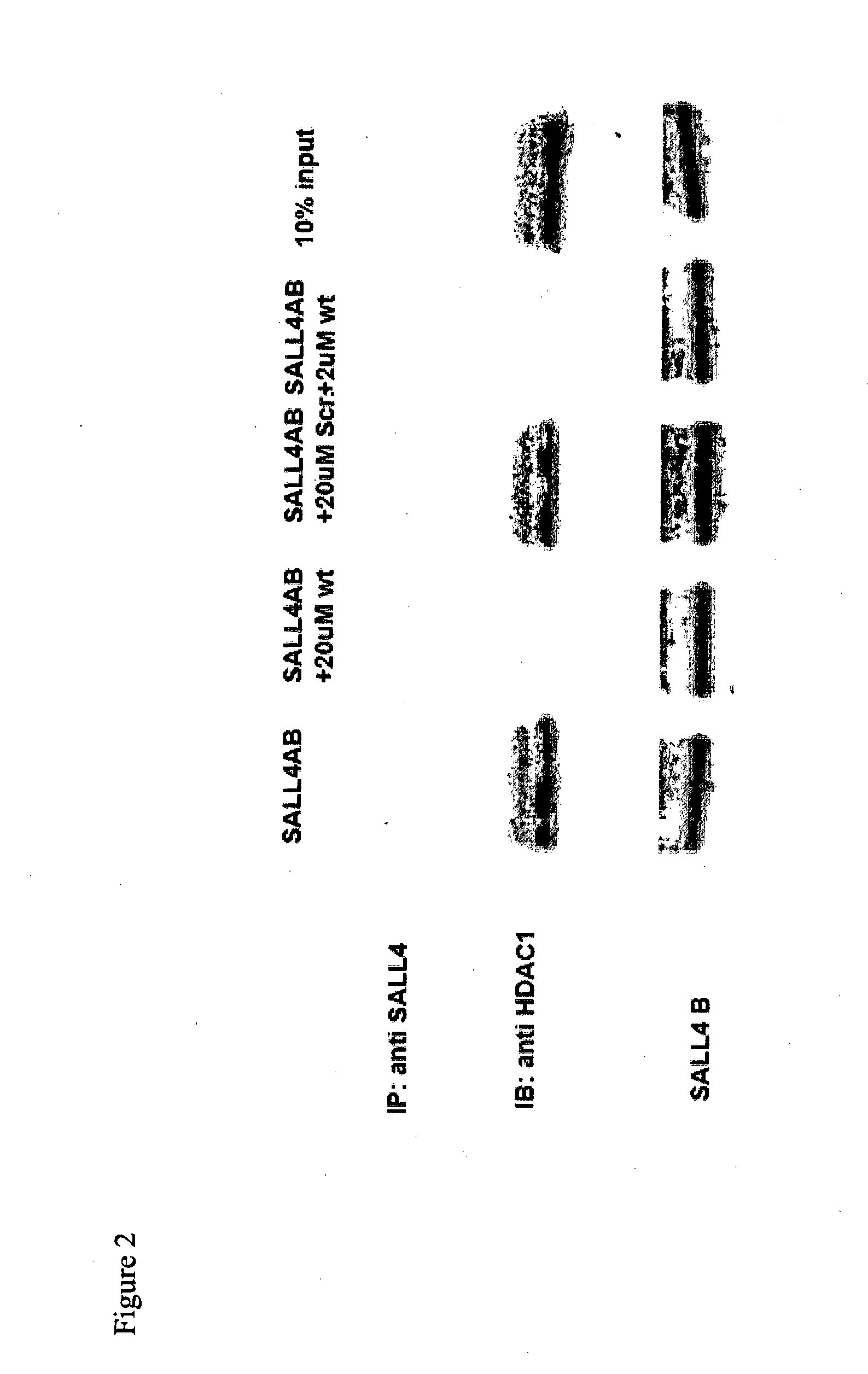 SALL4 And Uses Thereof